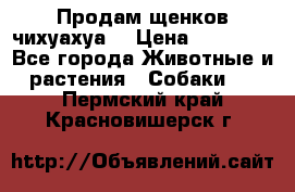 Продам щенков чихуахуа  › Цена ­ 10 000 - Все города Животные и растения » Собаки   . Пермский край,Красновишерск г.